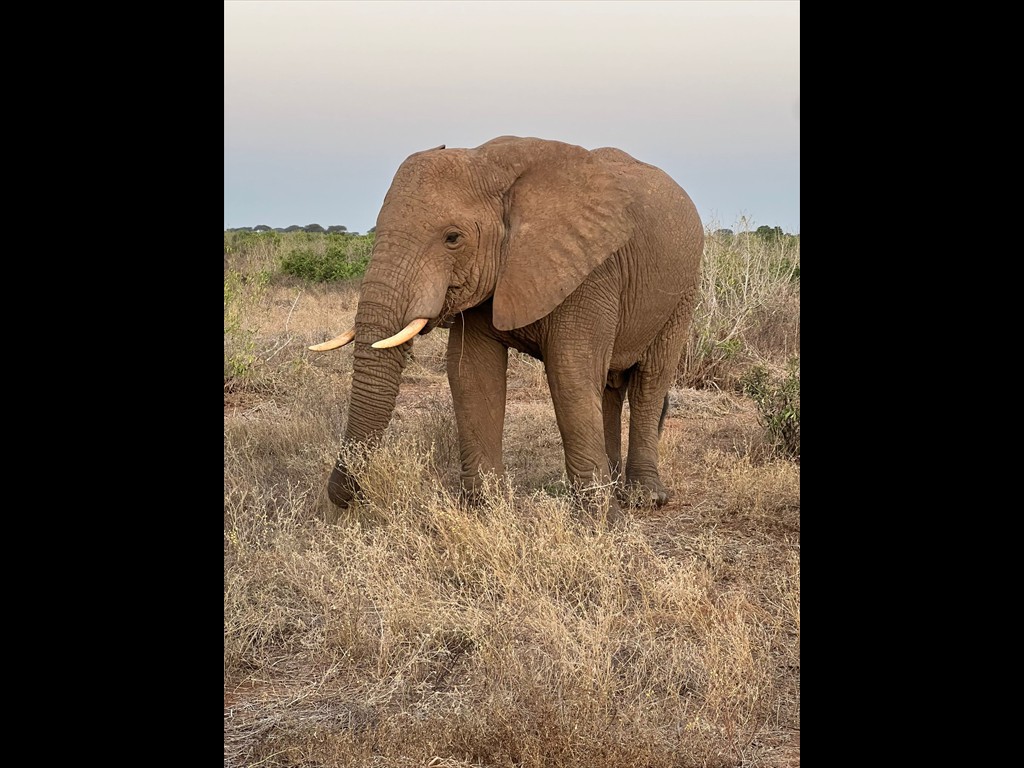 Elephant seen at East Tsavo National Park